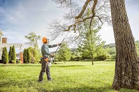 Best Root Management and Removal  in Bedford, TX
