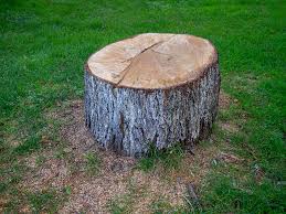 How Our Tree Care Process Works  in  Bedford, TX