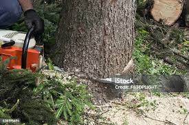Bedford, TX Tree Removal Company