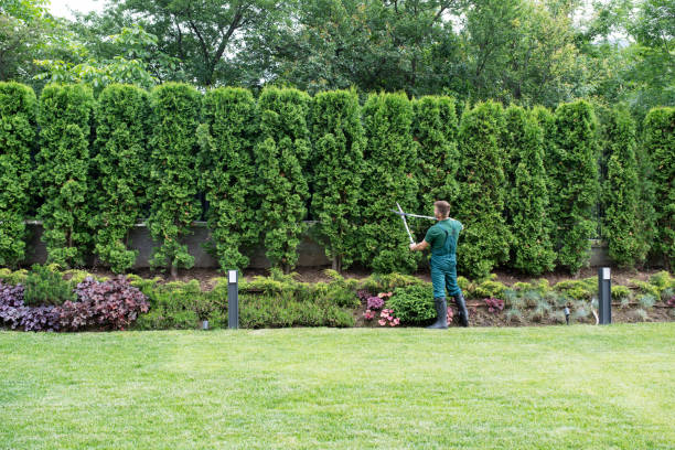 Best Tree Disease Treatment  in Bedford, TX