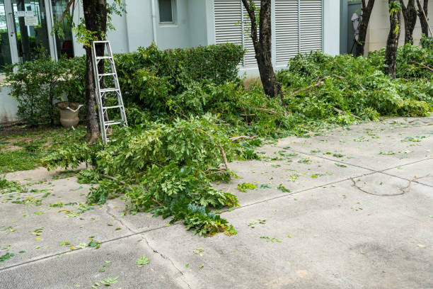 Best Lawn Renovation and Restoration  in Bedford, TX