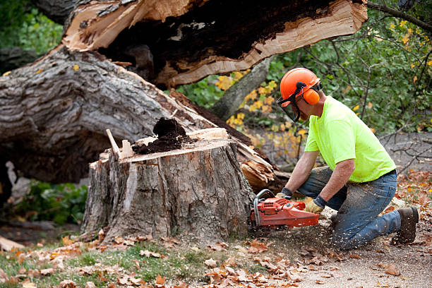 Best Tree Health Inspection  in Bedford, TX
